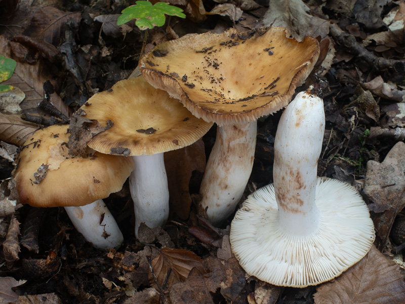 Russula subfoetens